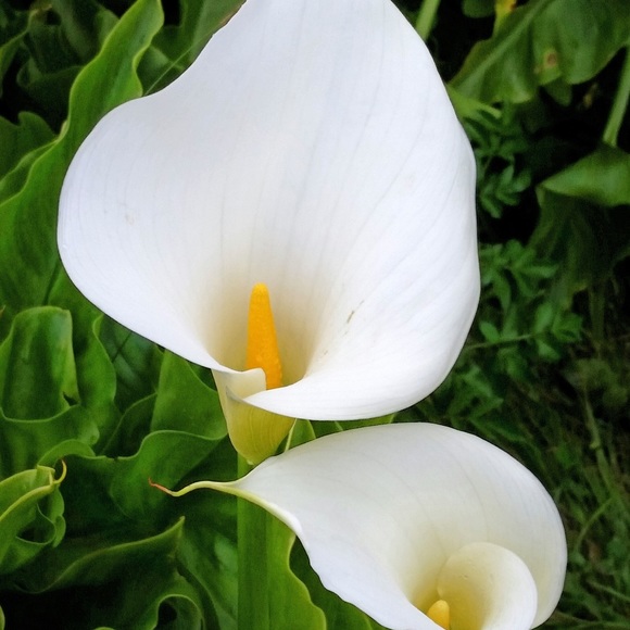 Meet your Posher, Bridget - Picture 1 of 1